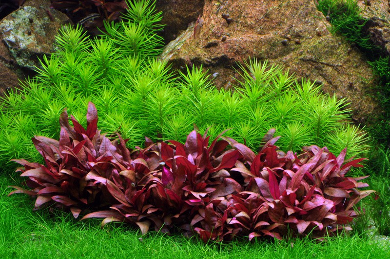 Pogostemon deccanensis (Indian star plant)